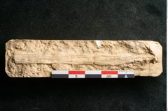 Foto (Detailansicht) von Cyperites hoettingensis Palla (NHMW-GEO-2024-0188-11601)
